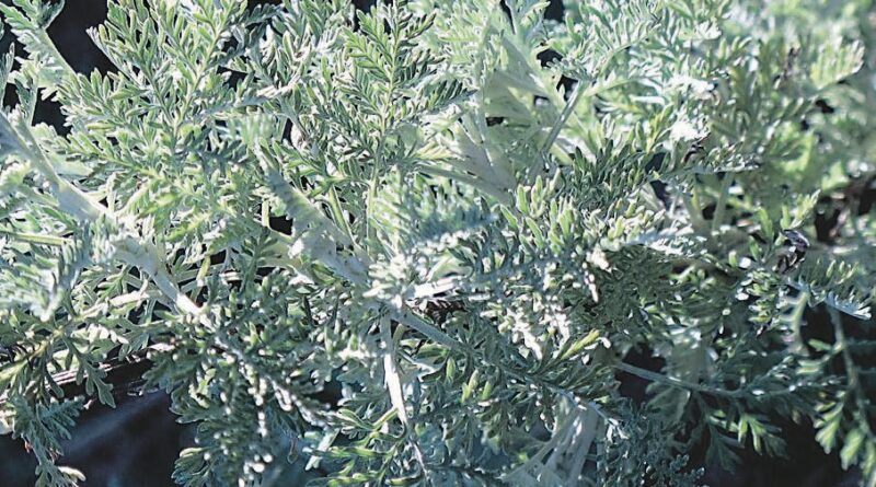 Wormwood: Mushonga wa mukhuswane