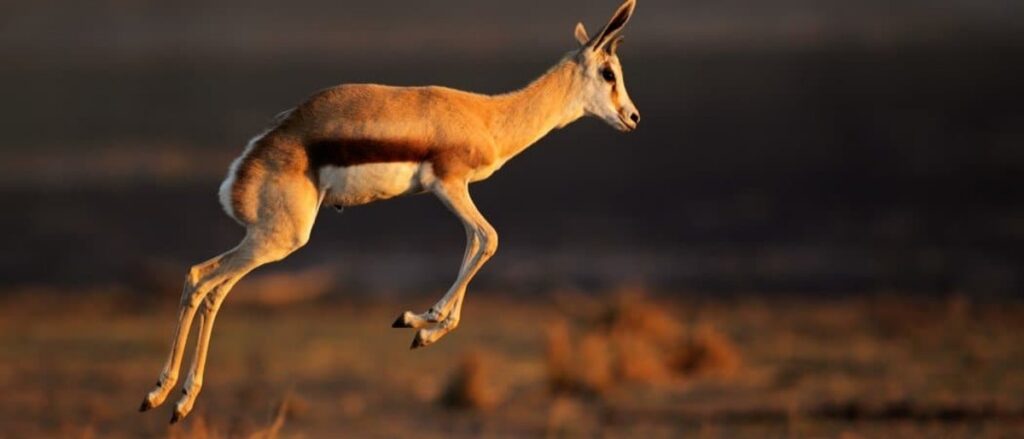 Springbok: Tshiga tsha Vhuḓiṱalusi ha Afrika Tshipembe