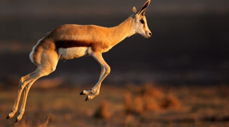 Springbok: Tshiga tsha Vhuḓiṱalusi ha Afrika Tshipembe