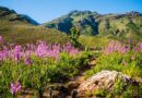 Cape Floral Kingdom: Lupfumo lwa Mvelo lwa Afrika Tshipembe