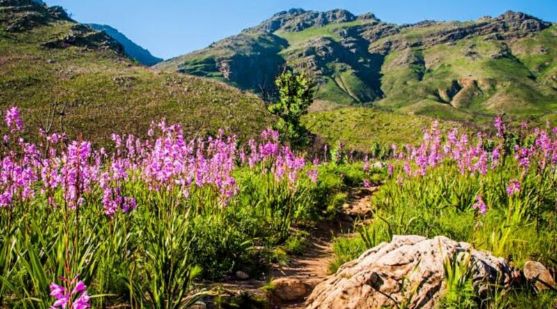 Cape Floral Kingdom: Lupfumo lwa Mvelo lwa Afrika Tshipembe